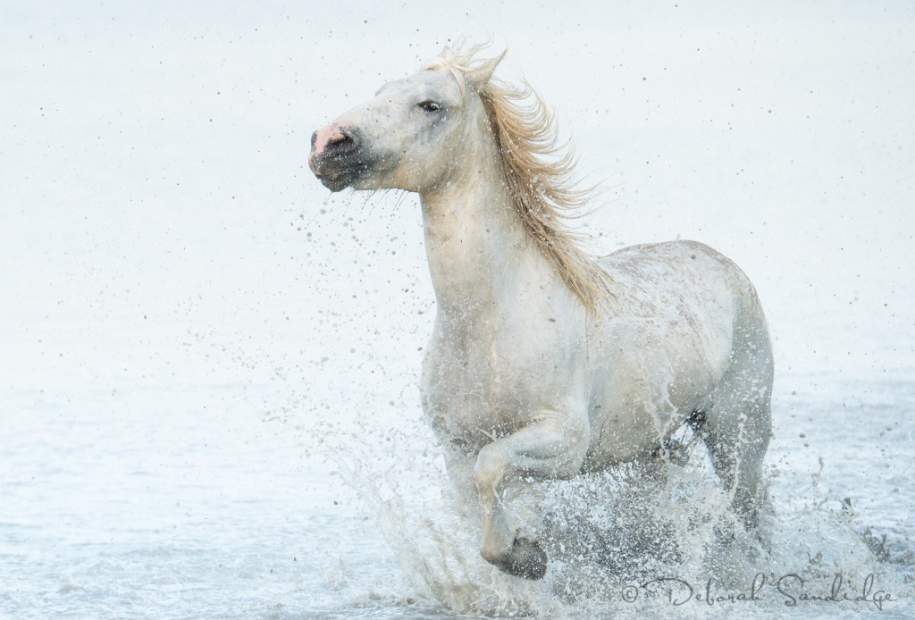 White horses of the Camargue, France running through water.
