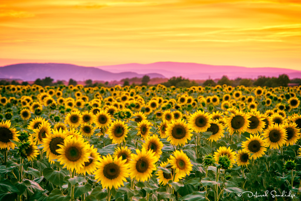 Sunflowers Valensole